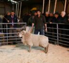 HCC Hill Ram scheme ensures bright future for Welsh sheep businesses