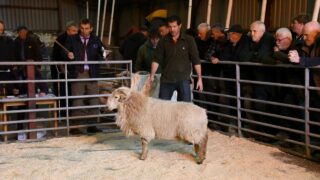HCC Hill Ram scheme ensures bright future for Welsh sheep businesses