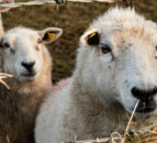Falling prices are leaving sheep sector under pressure – UFU