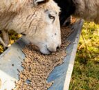 GB animal feed production hits 6-year low