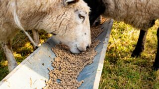 GB animal feed production hits 6-year low