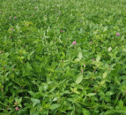 Savings of up to €8.40/bale with red clover silage swards