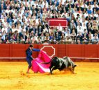 Columbian sanctuary saves fighting bulls from slaughter
