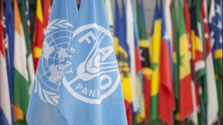 FAO: Global food prices continue downward trend
