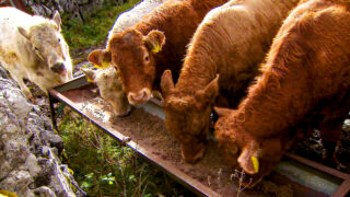 Australian beef booms ahead of trade doors opening