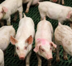 Pig producers urged to take part in zinc oxide study