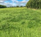 AgriSearch invests £300,000 in research on N-efficient silage