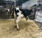 In pictures: Taaffe Auctions’ 139th Carnaross dairy sale