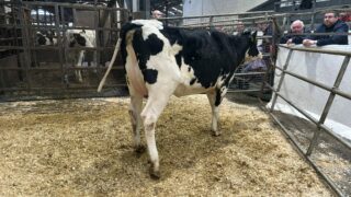 In pictures: Taaffe Auctions’ 139th Carnaross dairy sale