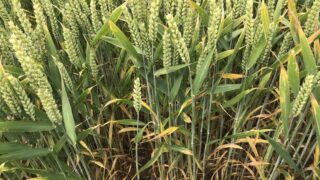 Probing for weaknesses in wheat septoria genomes