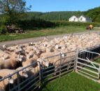 RamCompare nominations for 2023 breeding season now open