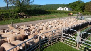 RamCompare nominations for 2023 breeding season now open