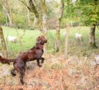 NSA launches survey to gauge impact of sheep worrying