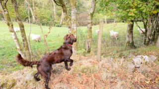 NSA launches survey to gauge impact of sheep worrying