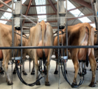 Fonterra to ‘compensate’ cyclone-hit farmers