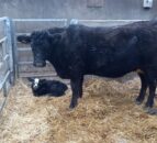 CAFRE tips to ensure a healthy calving season