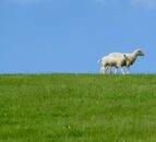 Countryside Stewardship application deadline extended