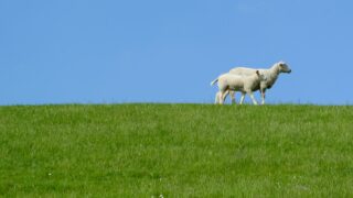 EU agri committee urged to visit border region