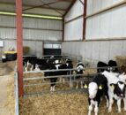 Increasing the saleability of non-replacement calves this spring