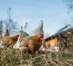 RSPCA survey reveals 87% of people value hen welfare
