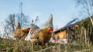 RSPCA survey reveals 87% of people value hen welfare