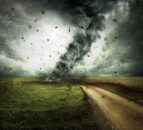 New Zealand farmers suffer livestock losses in cyclone
