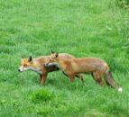 Wales introduces total ban on snares and glue traps