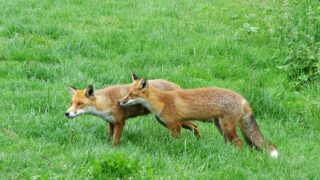 Wales introduces total ban on snares and glue traps