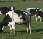 Agriculture revealed as NI’s largest source of emissions