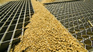 US production of maize, soya and wheat expected to rise