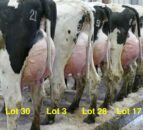 Greenlawn herd to offer first Parfect-sired heifer at auction in Ireland