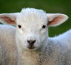 Welsh government urges dog owners to prevent livestock worrying