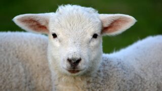 Welsh government urges dog owners to prevent livestock worrying