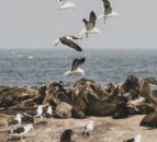 Scottish seals among mammals that tested positive for bird flu