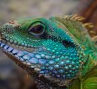 81% of vets concerned that needs of exotic pets are not being met