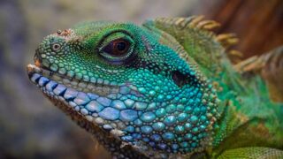 81% of vets concerned that needs of exotic pets are not being met