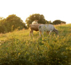 CAFRE passes milestone of 750 carbon-benchmarked farms