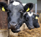 Milk price ‘correction’ on cards – Lakeland Dairies