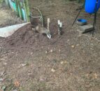 USPCA ‘appalled’ after badger caught in snare in Tyrone