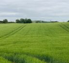CAFRE to host grower workshops on fungicides