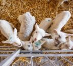 Volac to host free lambing webinar with vet and advisors