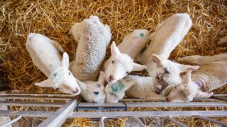 Volac to host free lambing webinar with vet and advisors