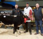 Weanling heifer sells for £13,000 at Clogher Mart