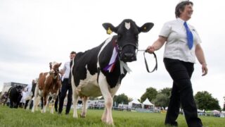 Royal Bath & West to launch new veterinary award