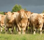 Opinion: Is it time to take vets out of the bTB testing process?