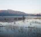Countryside Stewardship granted to Calstock wetlands