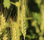 Rothamsted welcomes enactment of gene-editing legislation