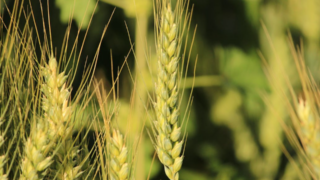 Rothamsted welcomes enactment of gene-editing legislation