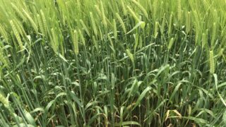 CAFRE crops update confirms impact of high fertiliser prices