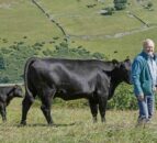 Farmers urged to investigate unexplained abortions in livestock